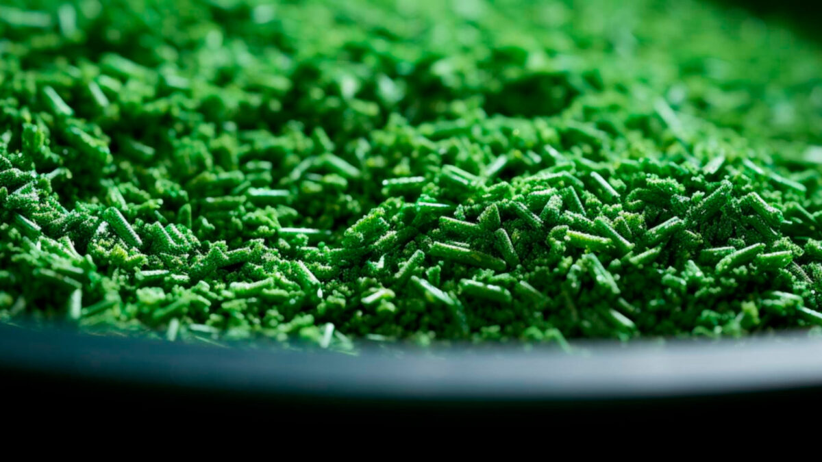 La spiruline en France : découvrez la production locale en Cévennes !